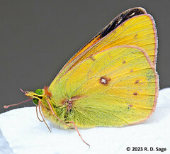 Colias
