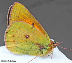 Colias