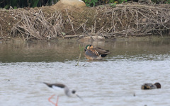 Sibirionetta formosa