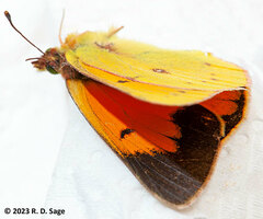 Colias