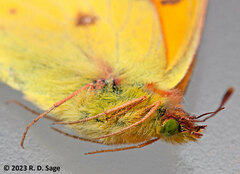 Colias