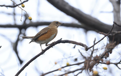 Turdus chrysolaus