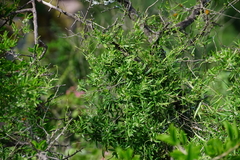 Metastelma arizonicum