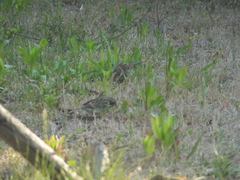 Emberiza spodocephala