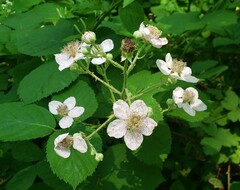 Rubus pascuus