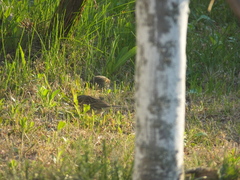 Emberiza spodocephala