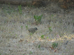 Emberiza spodocephala