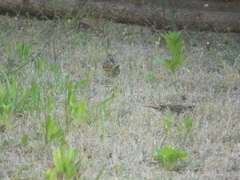 Emberiza spodocephala