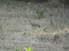 Emberiza spodocephala