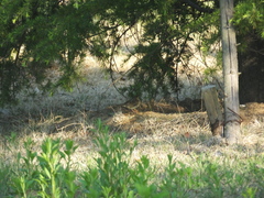 Emberiza spodocephala