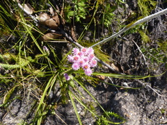 Lachnospermum umbellatum