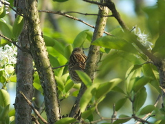 Emberiza spodocephala