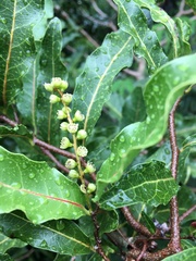Homalium deplanchei