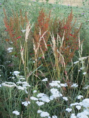 Rumex patientia
