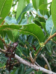 Glochidion billardierei