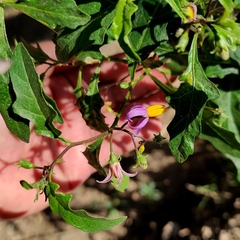 Solanum glabratum
