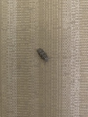 Hofmannophila pseudospretella