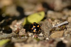 Coccinella leonina