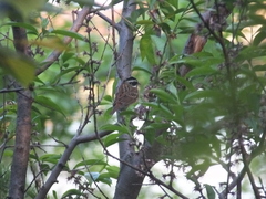 Emberiza tristrami