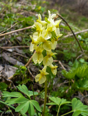 Corydalis bracteata