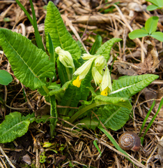 Primula veris macrocalyx