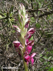 Anacamptis coriophora