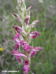 Anacamptis coriophora
