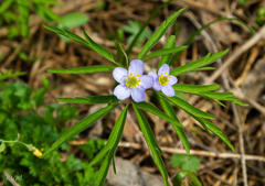 Anemonoides caerulea
