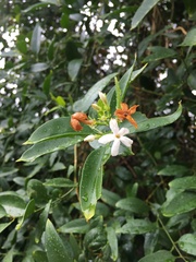 Jasminum simplicifolium