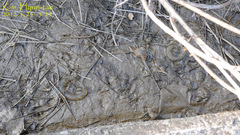 Hynobius quelpaertensis