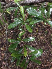 Hybanthus caledonicus