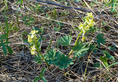 Corydalis bracteata