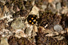 Coccinella leonina