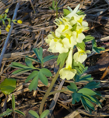 Corydalis bracteata