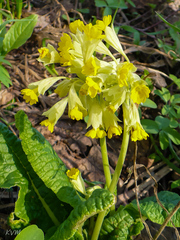 Primula veris macrocalyx