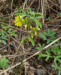 Gymnospermium altaicum