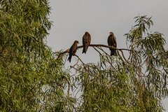 Milvus migrans parasitus