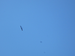 Ptyonoprogne rupestris