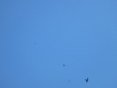 Ptyonoprogne rupestris