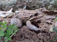 Leptodactylus latrans