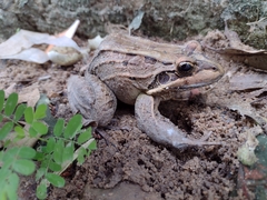 Leptodactylus latrans