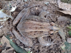 Leptodactylus latrans