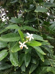 Jasminum simplicifolium