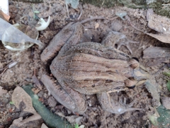 Leptodactylus latrans