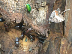 Prosopocoilus