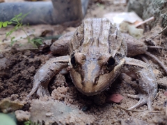 Leptodactylus latrans
