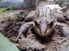 Leptodactylus latrans