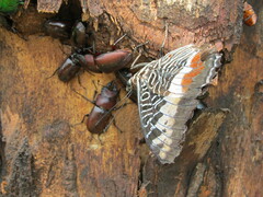 Prosopocoilus
