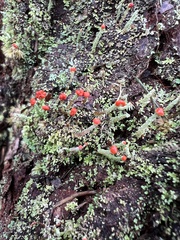 Cladonia macilenta