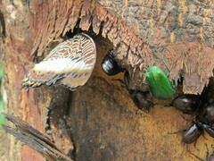 Prosopocoilus